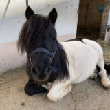 Shetlandpony Napoleon ruht im Stall