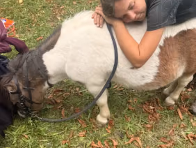 Kind lehnt sich ruhig an ein Pony auf dem Hof in Renningen.