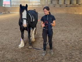 Junge Frau arbeitet ruhig mit einem Pony in der Reithalle.