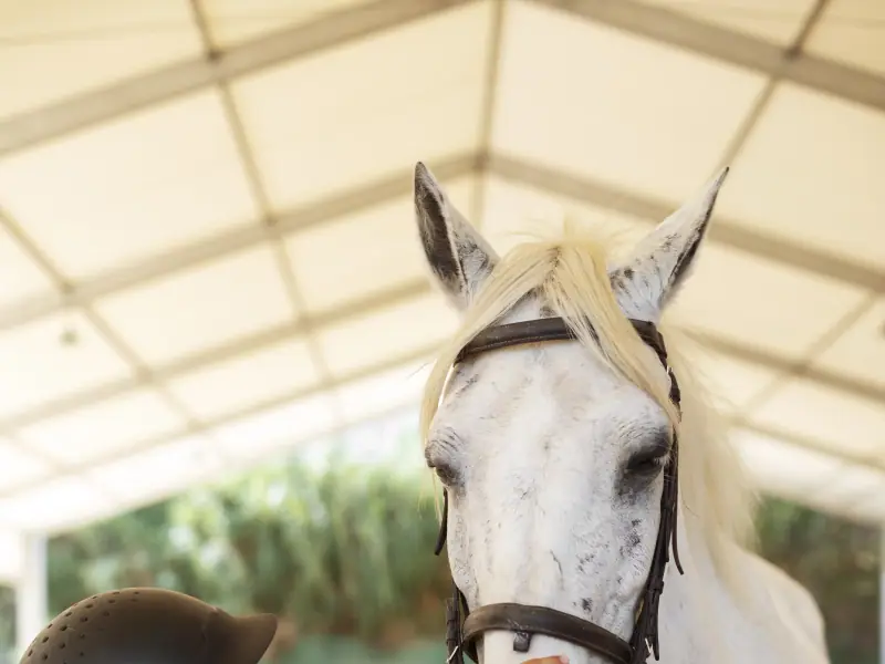 Gesatteltes Pony auf dem Ponyhof