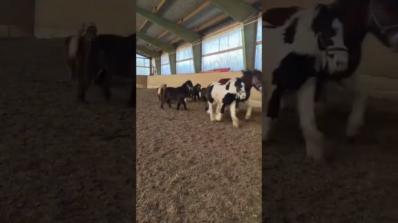 Wie viele Ponys seht ihr? Rennende Pferde in Renningen!