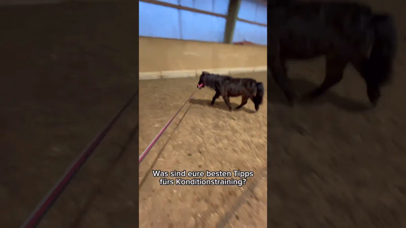 Pucki gibt ALLES beim Konditionstraining für die Kutsche!