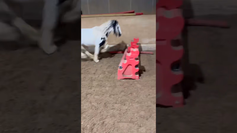 Wenn sie sagen Tinker können nicht springen...
