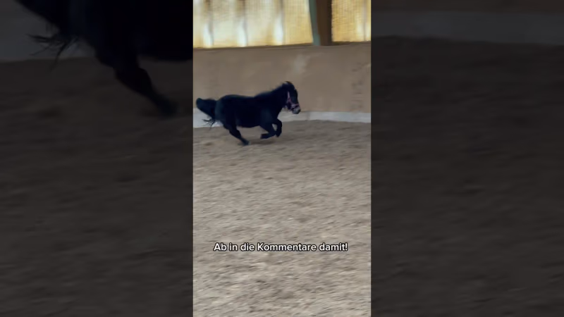 Pferd gibt Turbo – und dann das?! Chica eskaliert komplett!