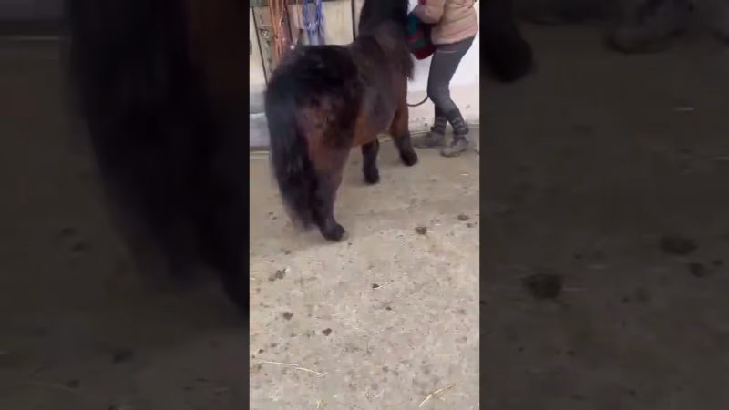 Pucki – unser fleißiges Pony hilft beim Aufräumen!