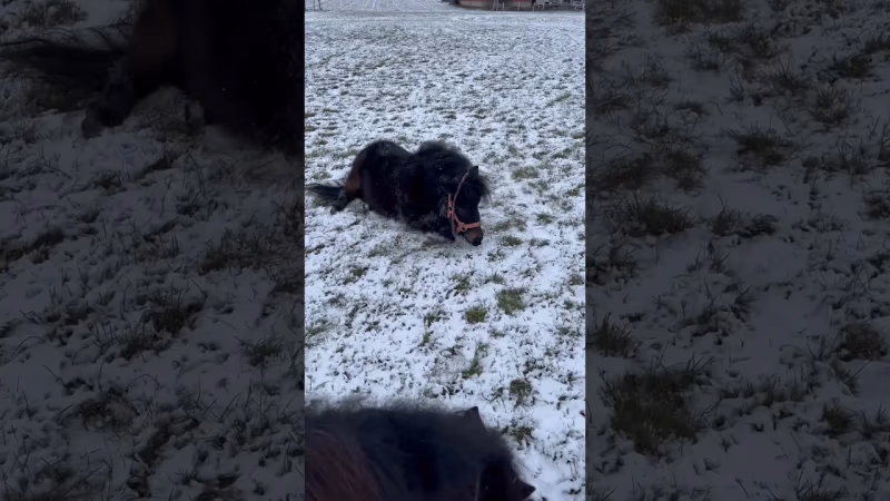 Shetty vs. Schnee | Wenn Ponys den Winter entdecken