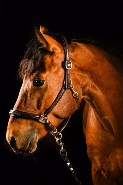 Balu - Galeriebild 2