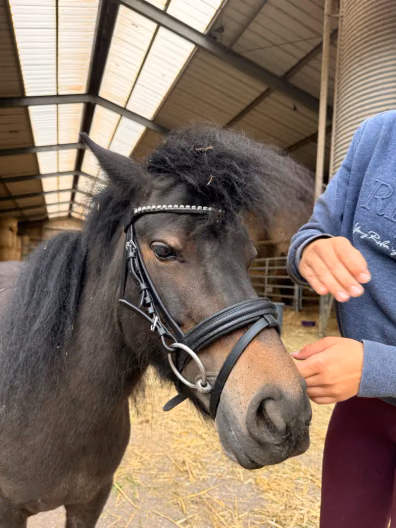 Chica mit Trense in der Halle