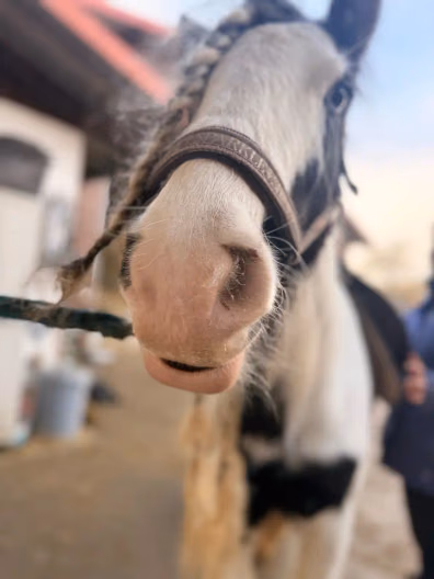 Fiona mit weicher Pferdenase im Porträt