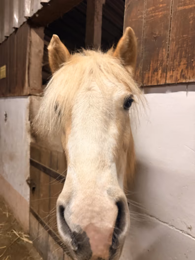 Haflinger-Stute Laika auf dem Ponyhof