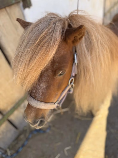 Ruffy - Galeriebild 2