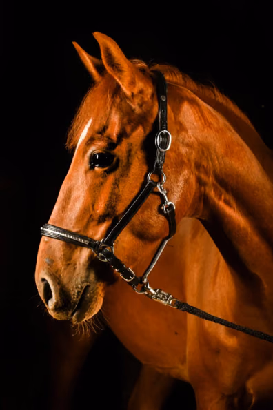Simon - Galeriebild 1