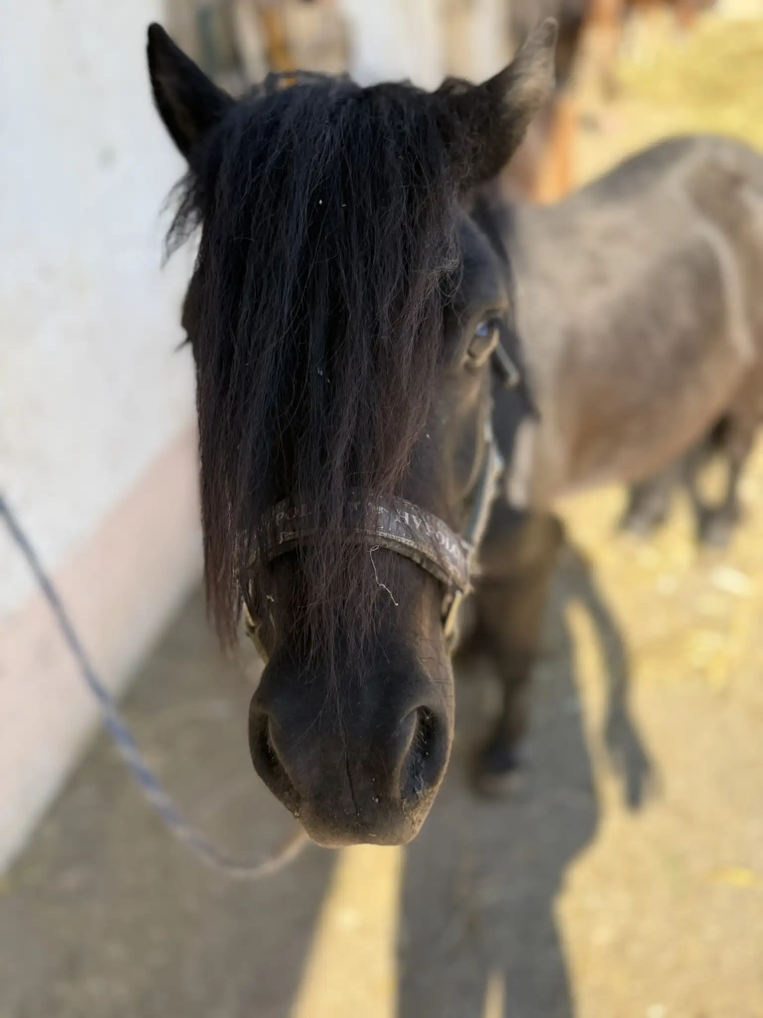 Shetlandpony Sleepy gelassen auf dem Ponyhof in Renningen