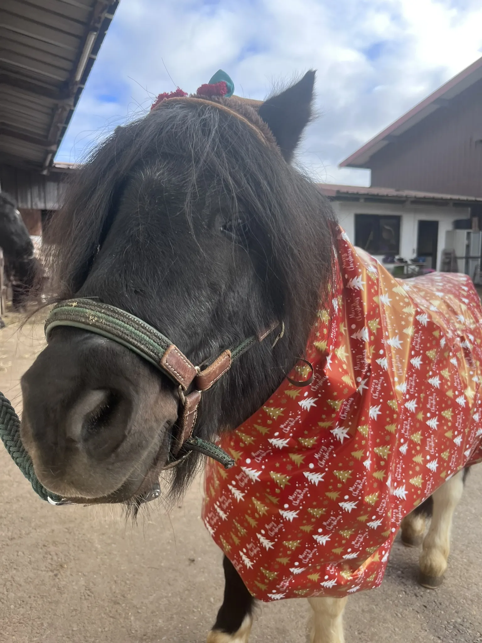 Shetlandpony Napoleon mit roter Decke auf dem Ponyhof in Renningen