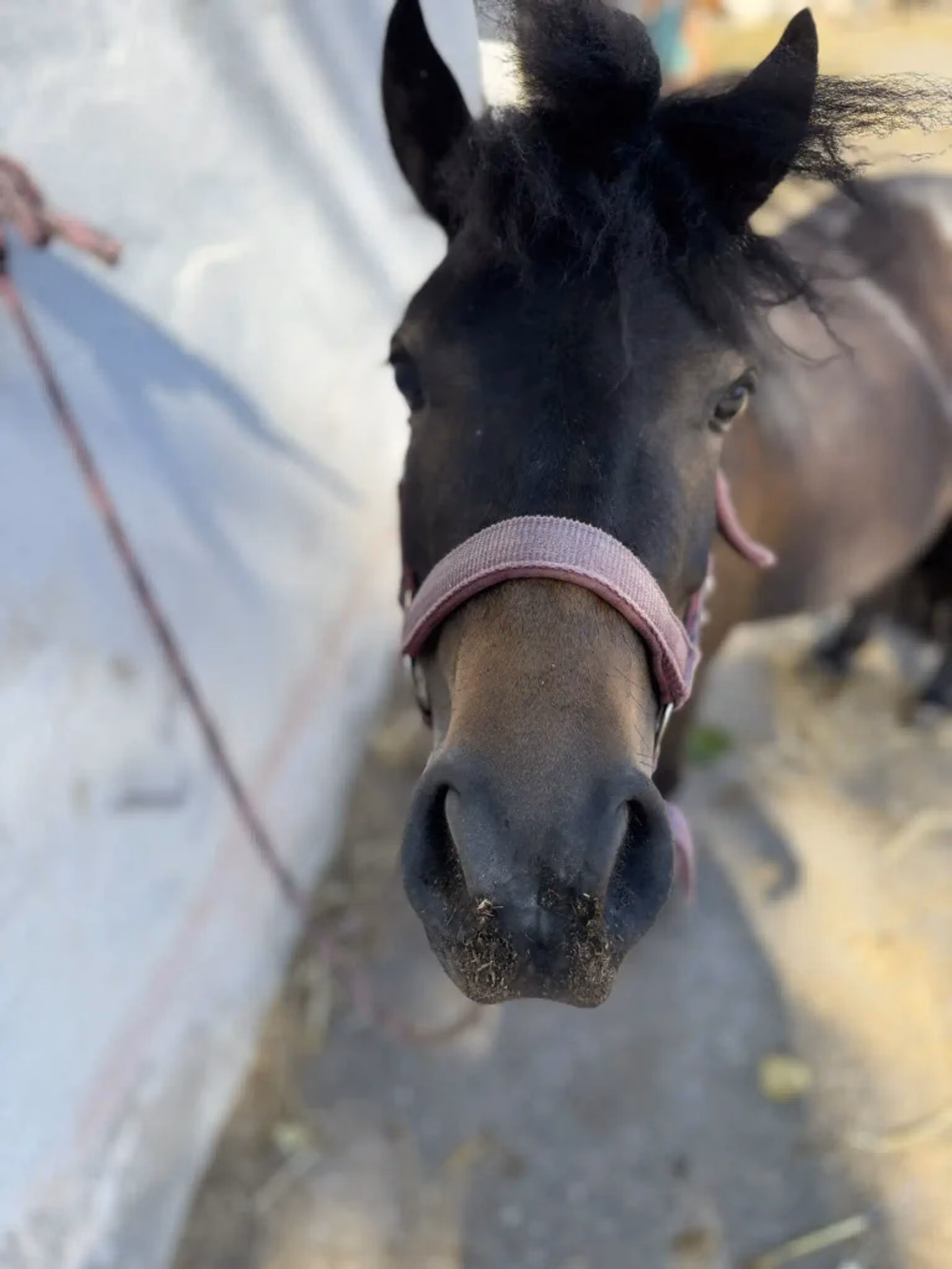 Shetlandpony Chica aufmerksam auf dem Ponyhof in Renningen