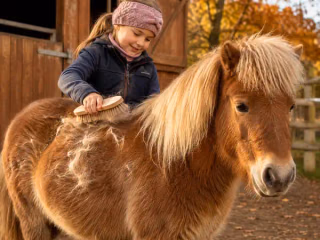Kind bürstet ein kleines braunes Pony im Herbst; loses Fell liegt sichtbar auf dem Rücken
