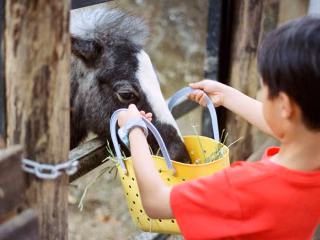 Junge im roten T-Shirt füttert ein Pony aus einem Korb am Stallzaun