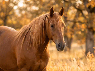 Kind in warmer Jacke streicht Pony an einem herbstlichen Tag