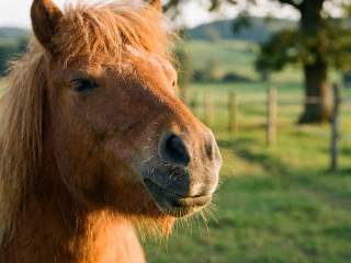 Nahaufnahme der Nüstern eines entspannten Ponys