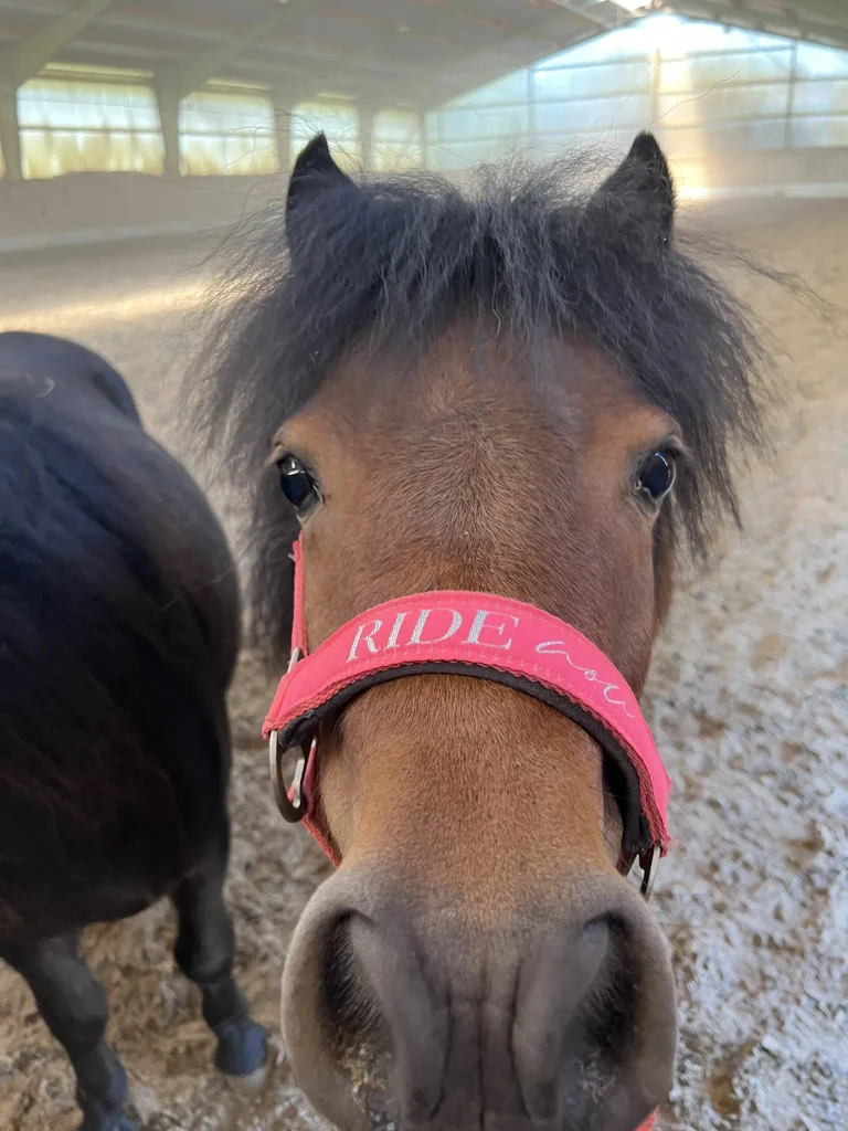 Pony Coco auf dem Ponyhof in Renningen