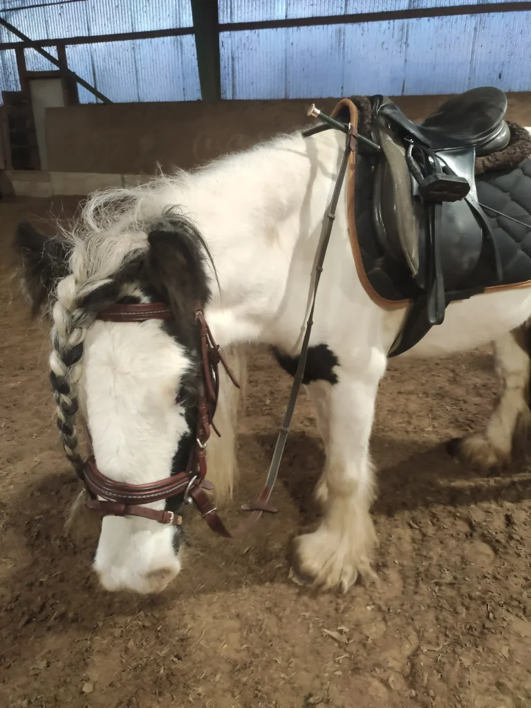 Pony Fiona auf dem Ponyhof in Renningen