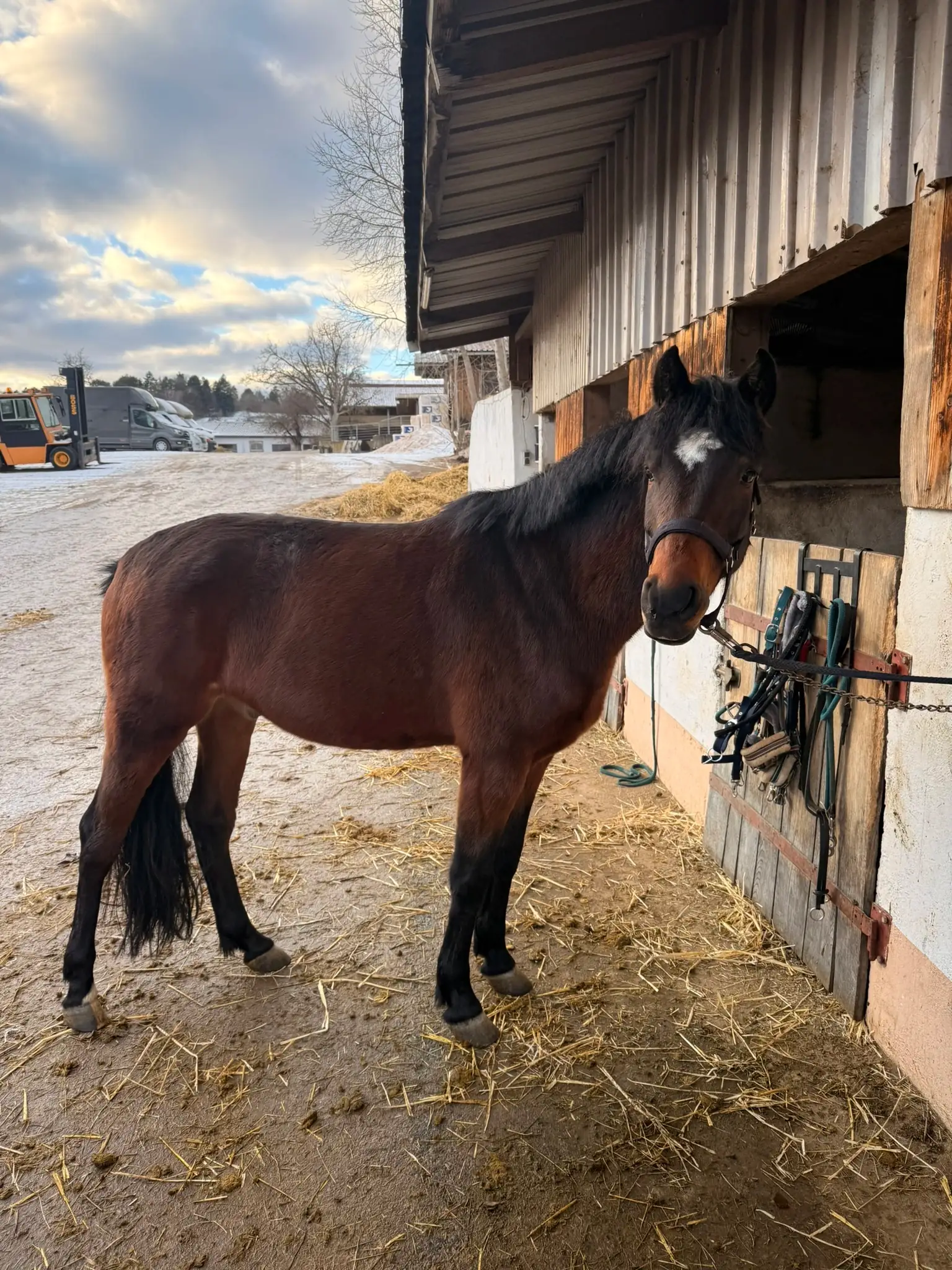 Pony Kylo auf dem Ponyhof in Renningen