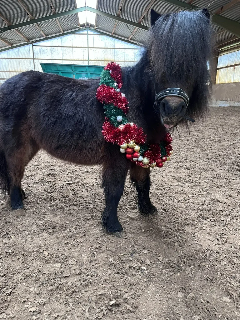 Pony Pucki auf dem Ponyhof in Renningen