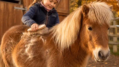 Kind bürstet ein kleines braunes Pony im Herbst; loses Fell liegt sichtbar auf dem Rücken