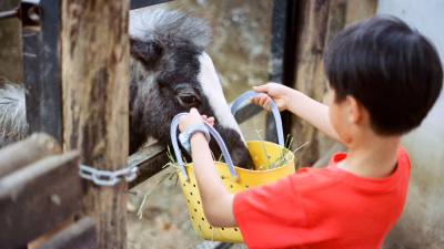 Junge im roten T-Shirt füttert ein Pony aus einem Korb am Stallzaun