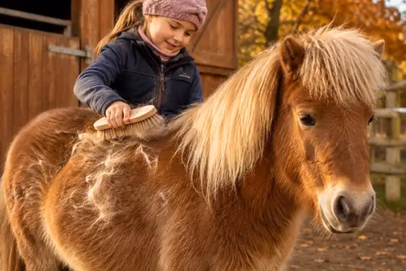 Kind bürstet ein kleines braunes Pony im Herbst; loses Fell liegt sichtbar auf dem Rücken