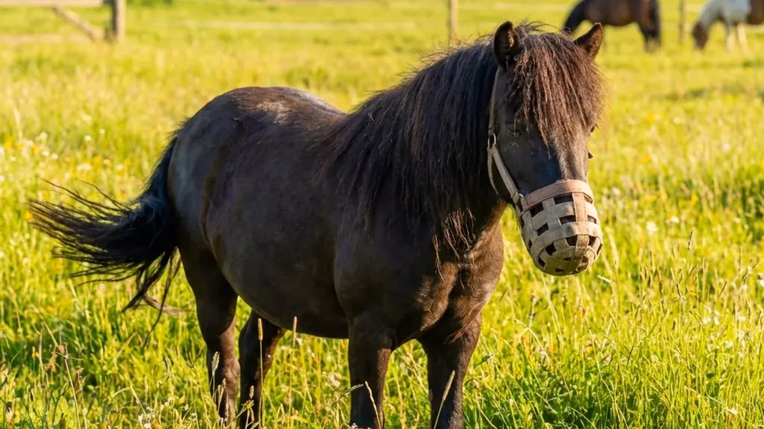 Ein robustes Pony mit Fressbremse auf einer saftig grünen Weide im Sommer.