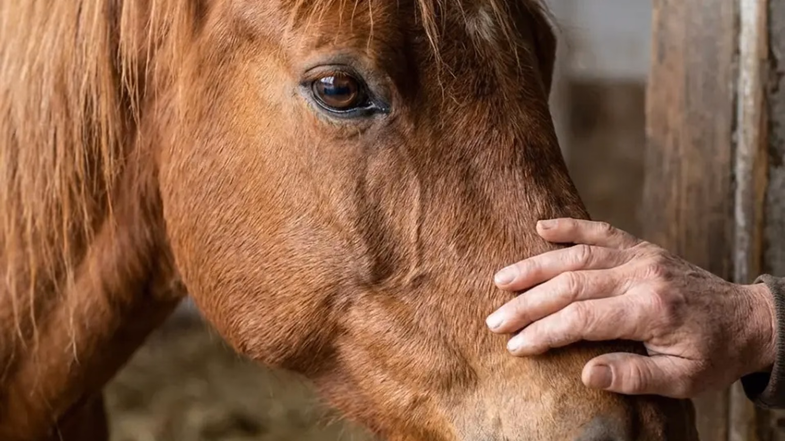 Ein Kind führt ein Pony an der Hand im Kreis - Reittherapie in Renningen