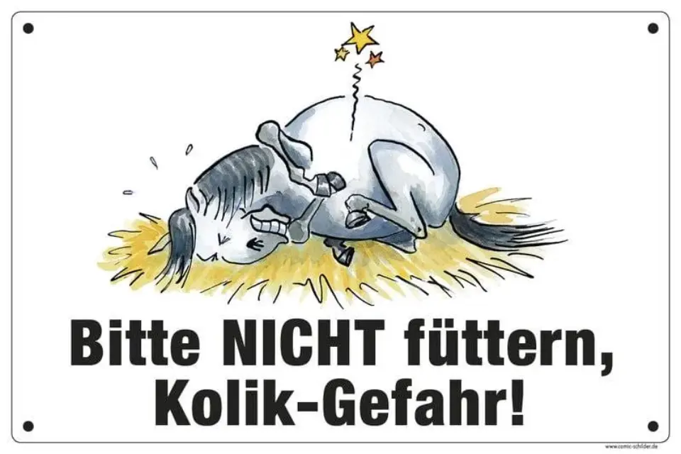 Ein Pony steht ruhig am Stall.