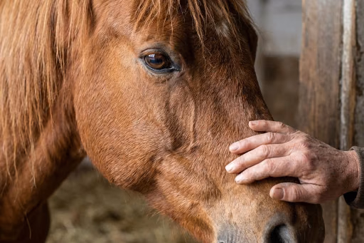 Ein Kind führt ein Pony an der Hand im Kreis - Reittherapie in Renningen