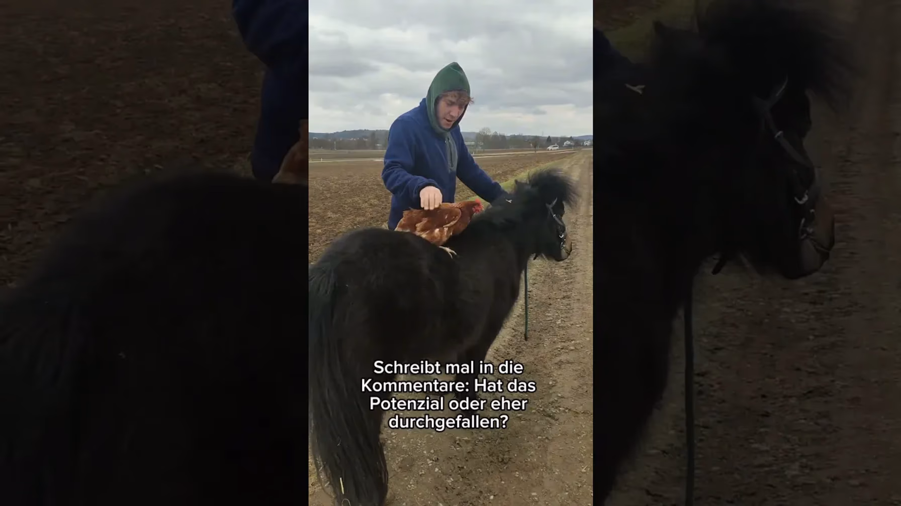 Vorschaubild: Huhn reitet ein Pferd?!