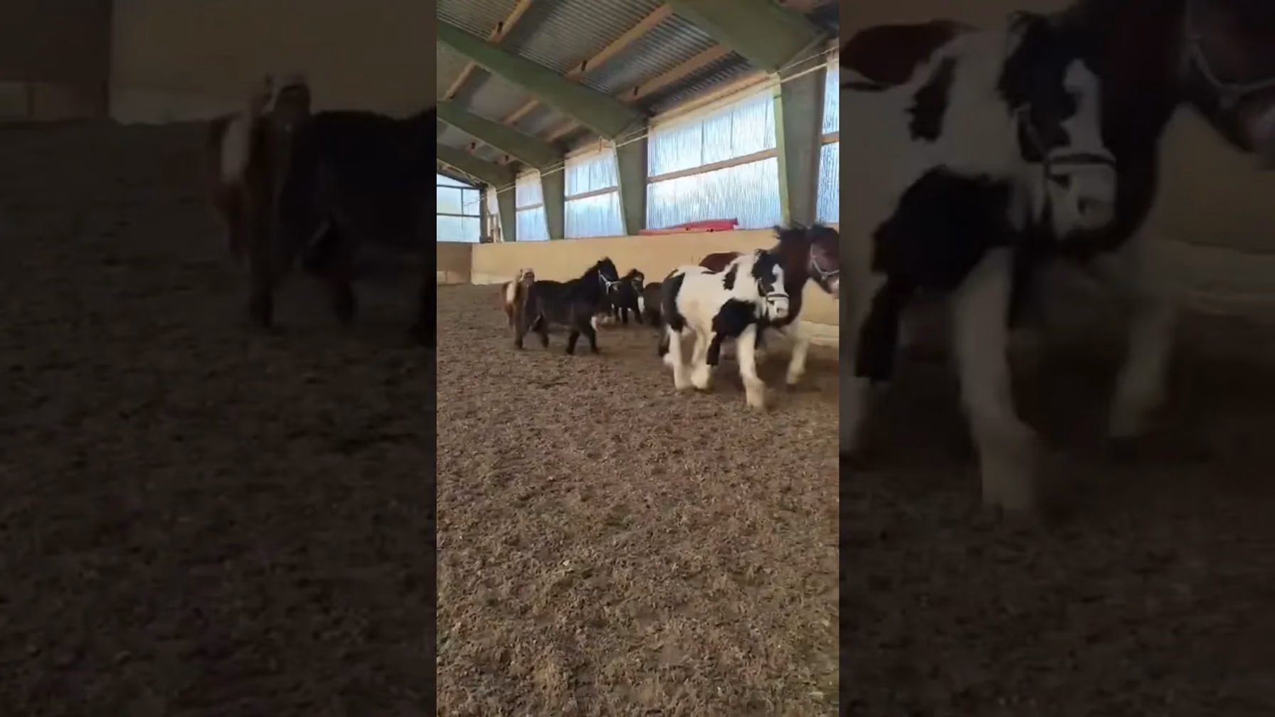 Vorschaubild: Wie viele Ponys seht ihr? Rennende Pferde in Renningen!