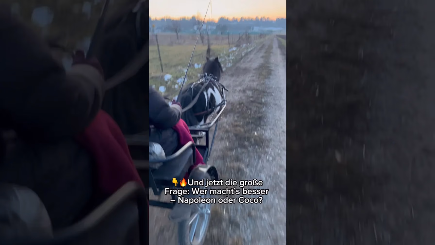 Vorschaubild: Napoleon gibt Vollgas im Sulky! Kann Sarah mithalten?