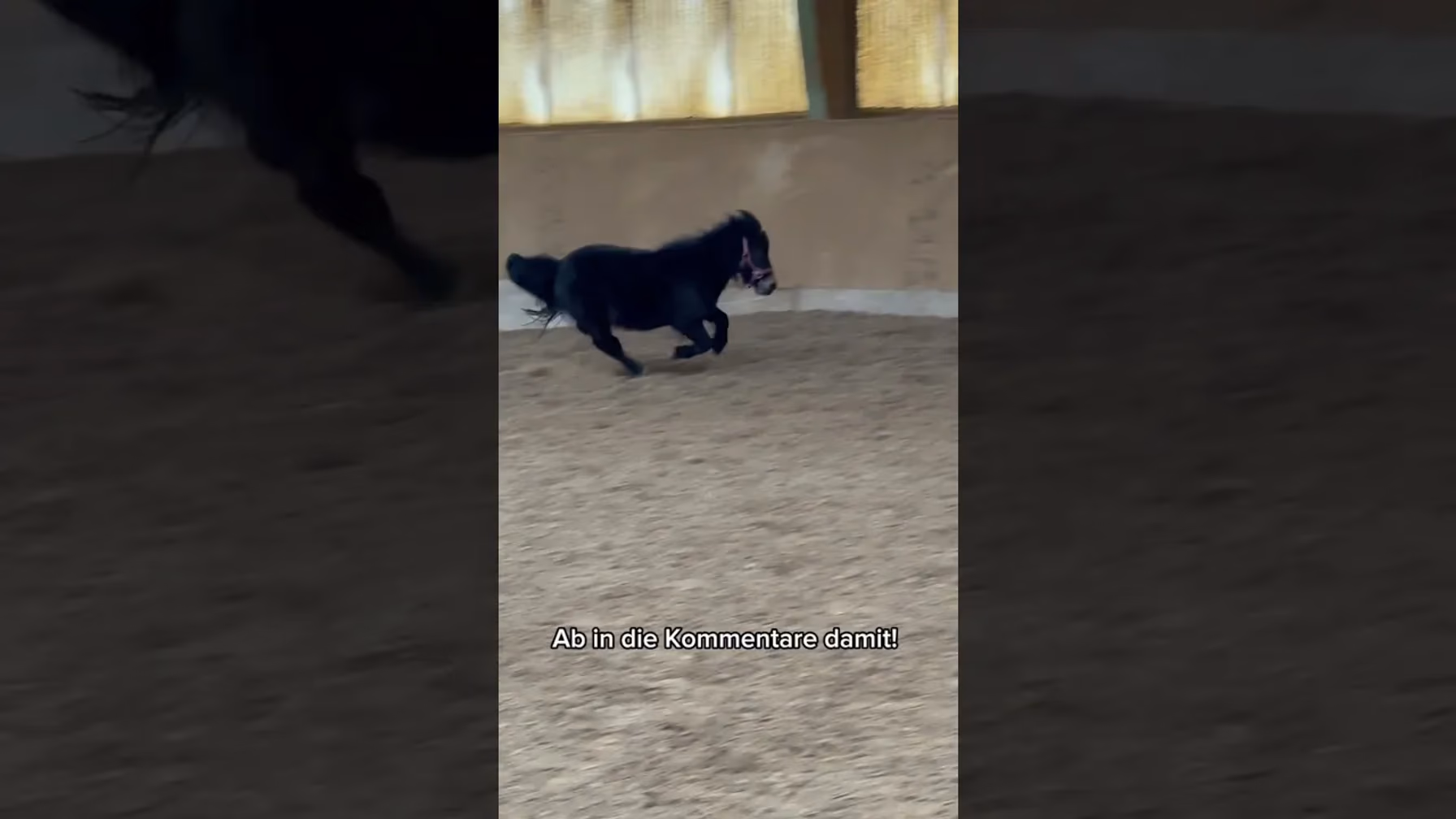 Vorschaubild: Pferd gibt Turbo – und dann das?! Chica eskaliert komplett!