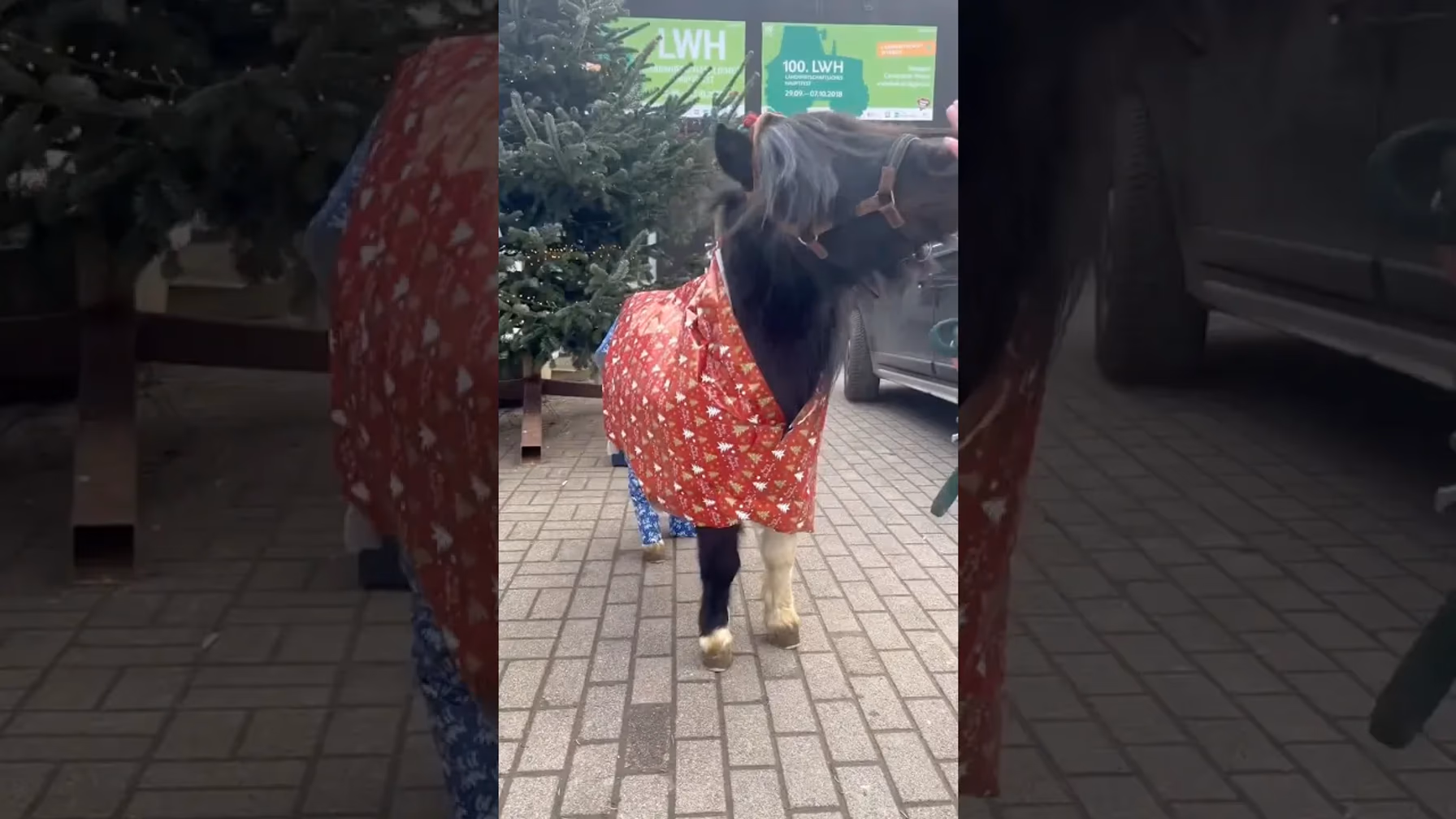 Vorschaubild: Unser Pony Napoleon als Weihnachtsgeschenk | Lustige Pferde-Videos