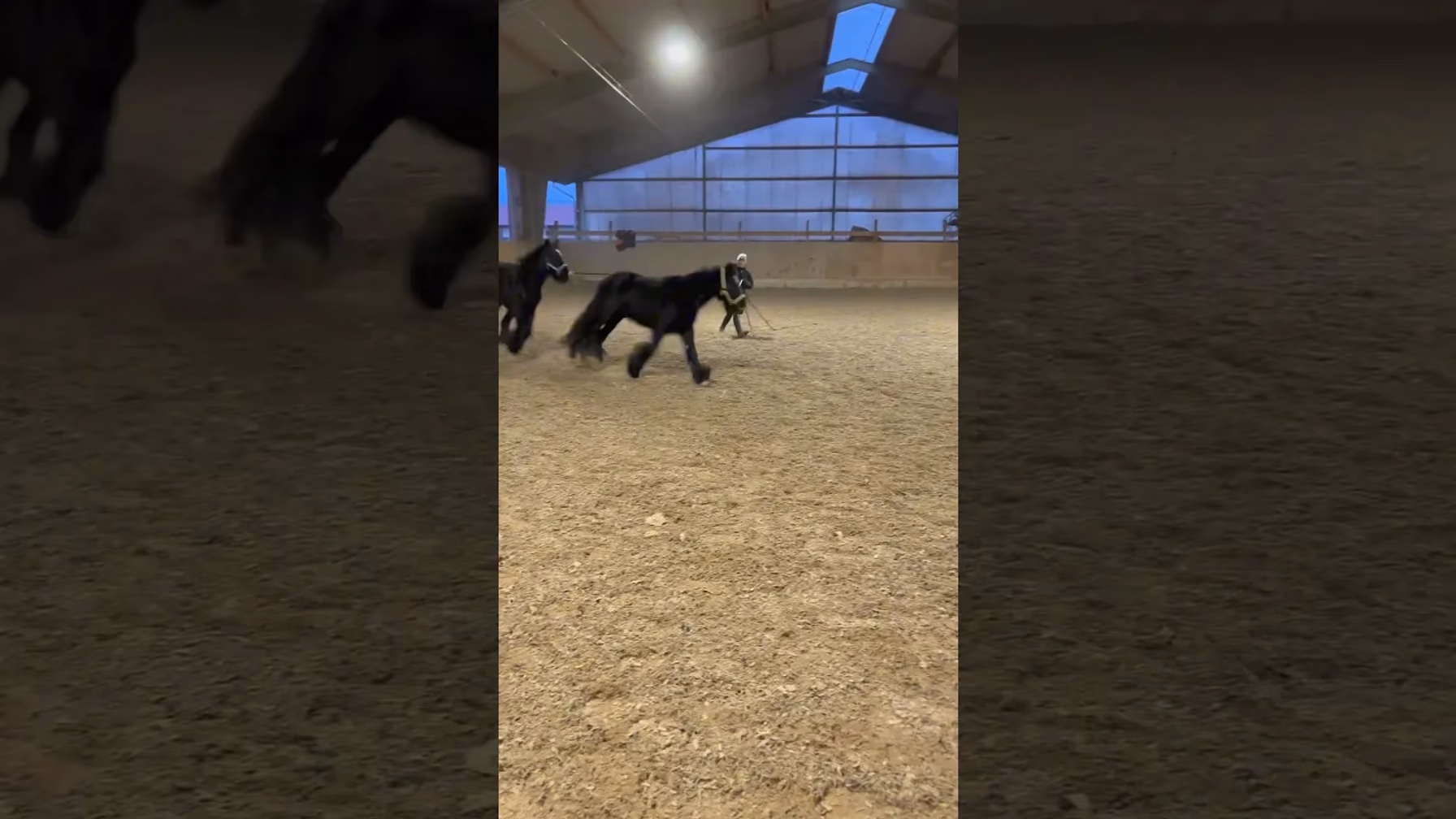 Vorschaubild: Sarahs Pferde-Challenge: Zwei auf einmal longieren?!