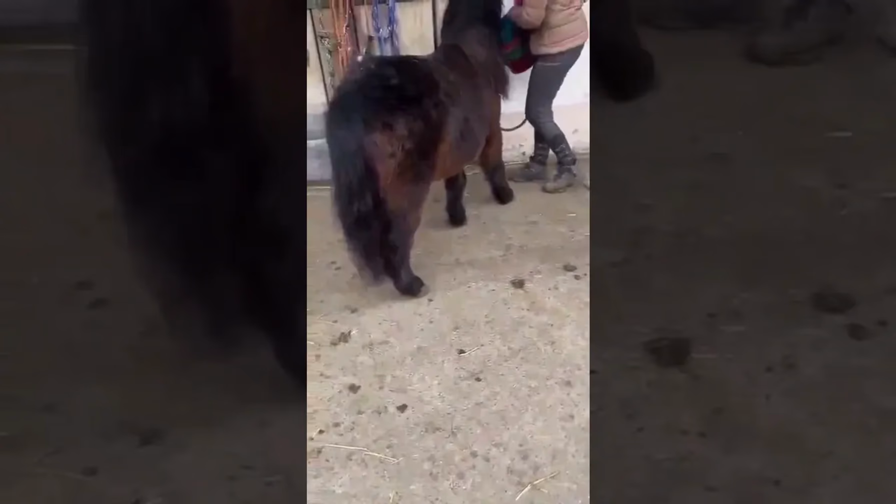 Vorschaubild: Pucki – unser fleißiges Pony hilft beim Aufräumen!