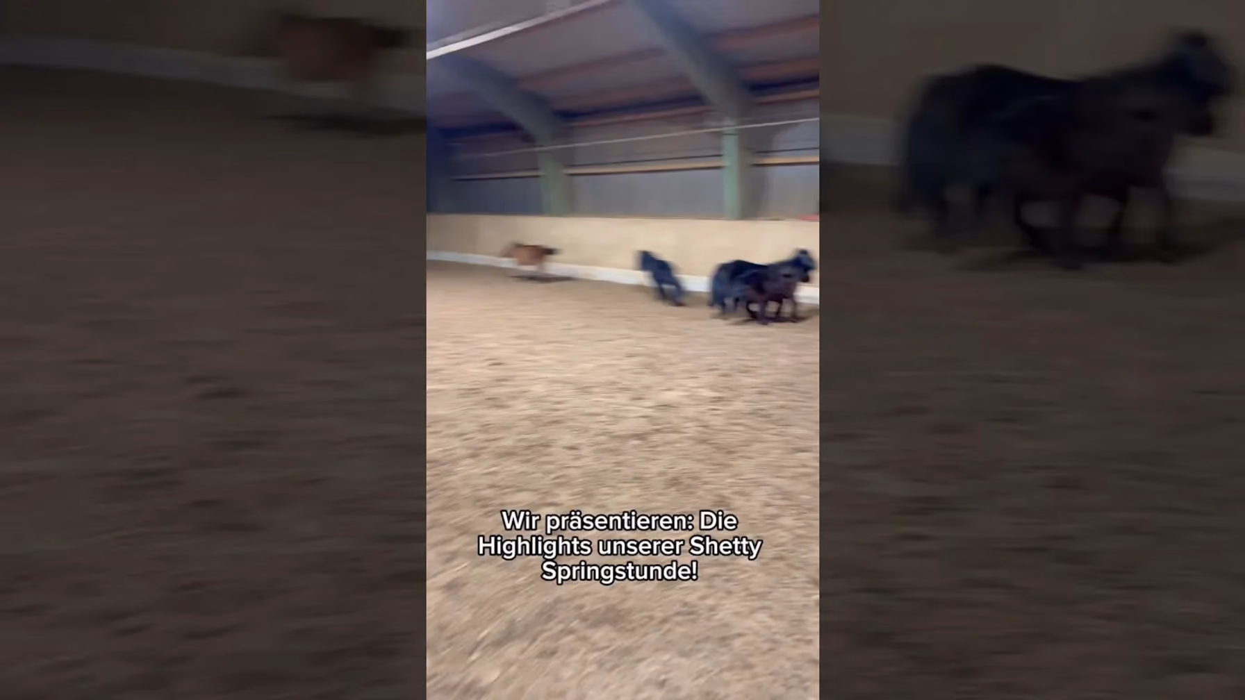 Vorschaubild: Diese Mini-Ponys springen besser als große Pferde!