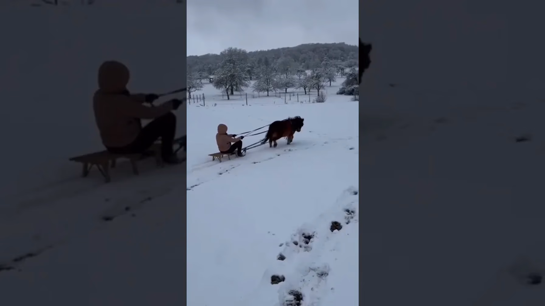 Vorschaubild: Winterabenteuer mit Shetty Coco - Wenn aus einem Pony ein Schlittenpferd wird