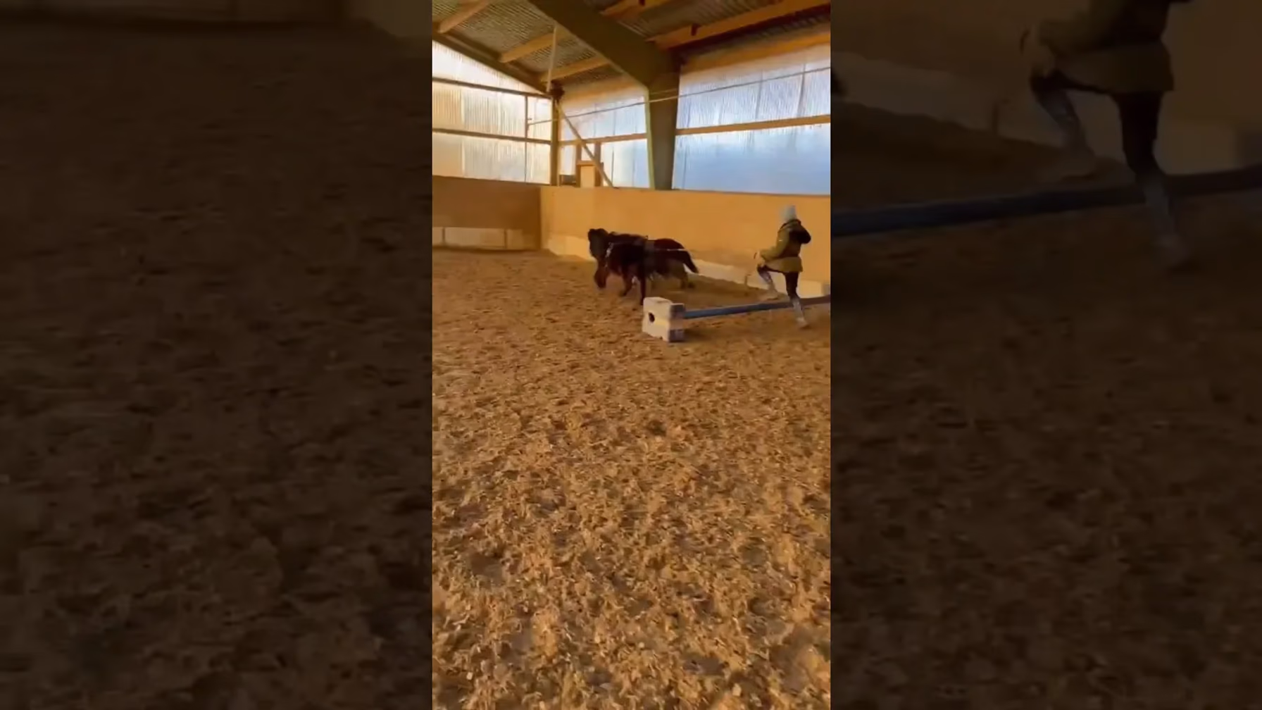 Vorschaubild: Mit zwei Ponys über ein Hindernis?! Sarah macht’s einfach!