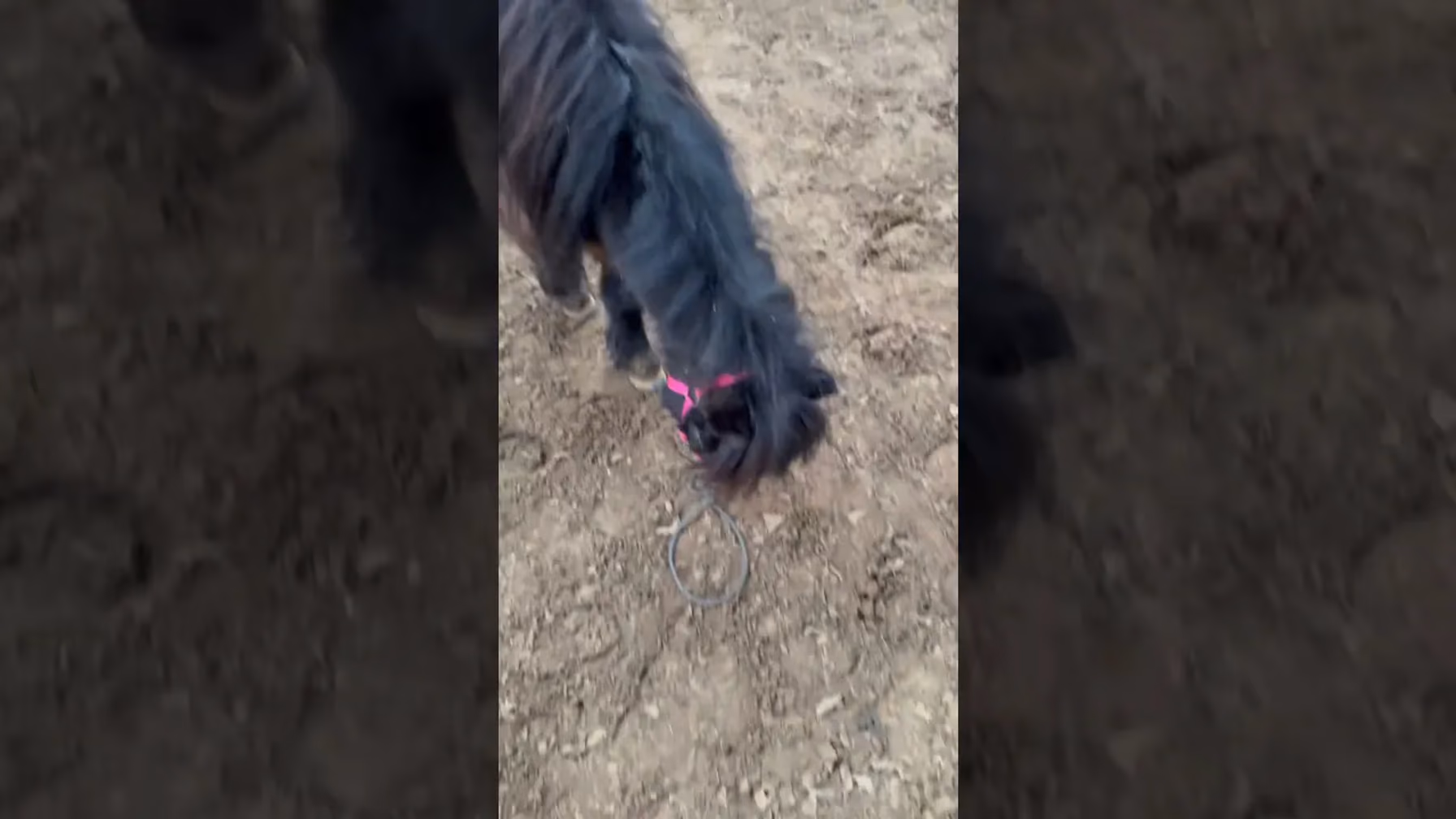 Vorschaubild: Shetty crasht Video: Dieser Moment bringt JEDEN Pferdebesitzer zum Lachen!