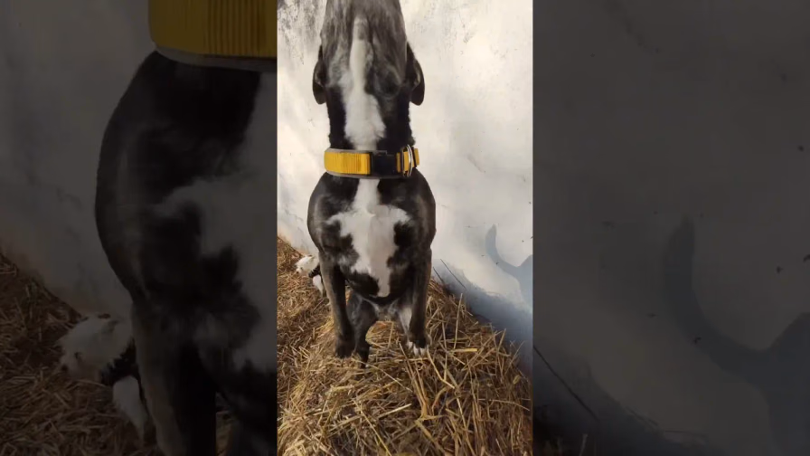 Vorschaubild: Leckerli-Inspektorin auf dem Ponyhof | Taras neue Karriere als Qualitätsprüferin!