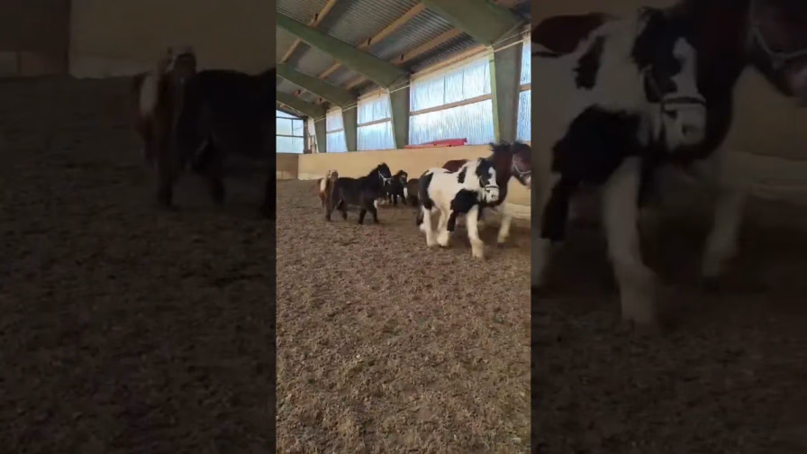 Vorschaubild: Wie viele Ponys seht ihr? Rennende Pferde in Renningen!