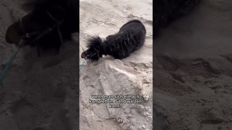 Vorschaubild: Unser Shetty entdeckt den Sand und dreht komplett durch! | Das MUSST ihr sehen!