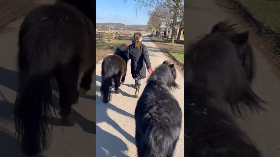 Vorschaubild: Mit EINEM Pony spazieren gehen? Ne, das wäre ja langweilig!