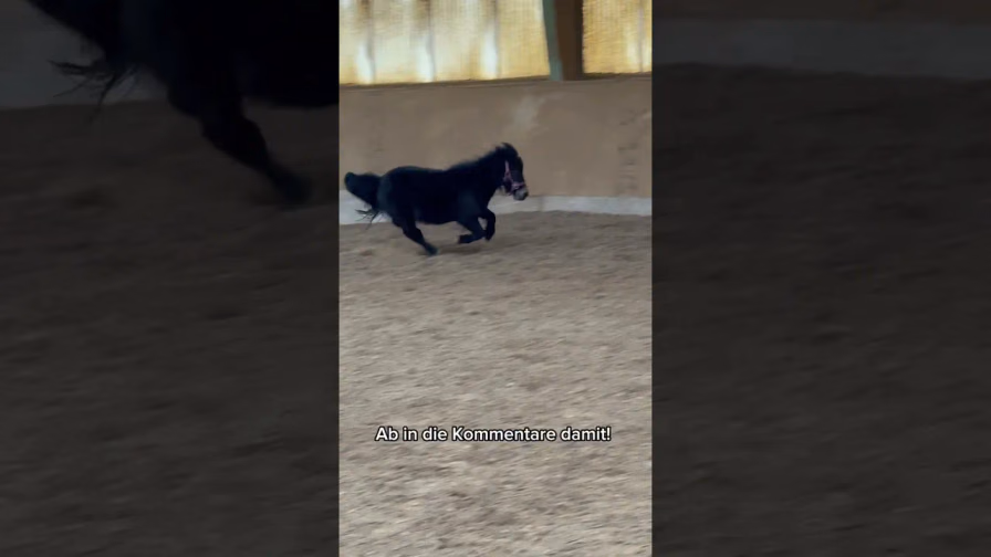 Vorschaubild: Pferd gibt Turbo – und dann das?! Chica eskaliert komplett!